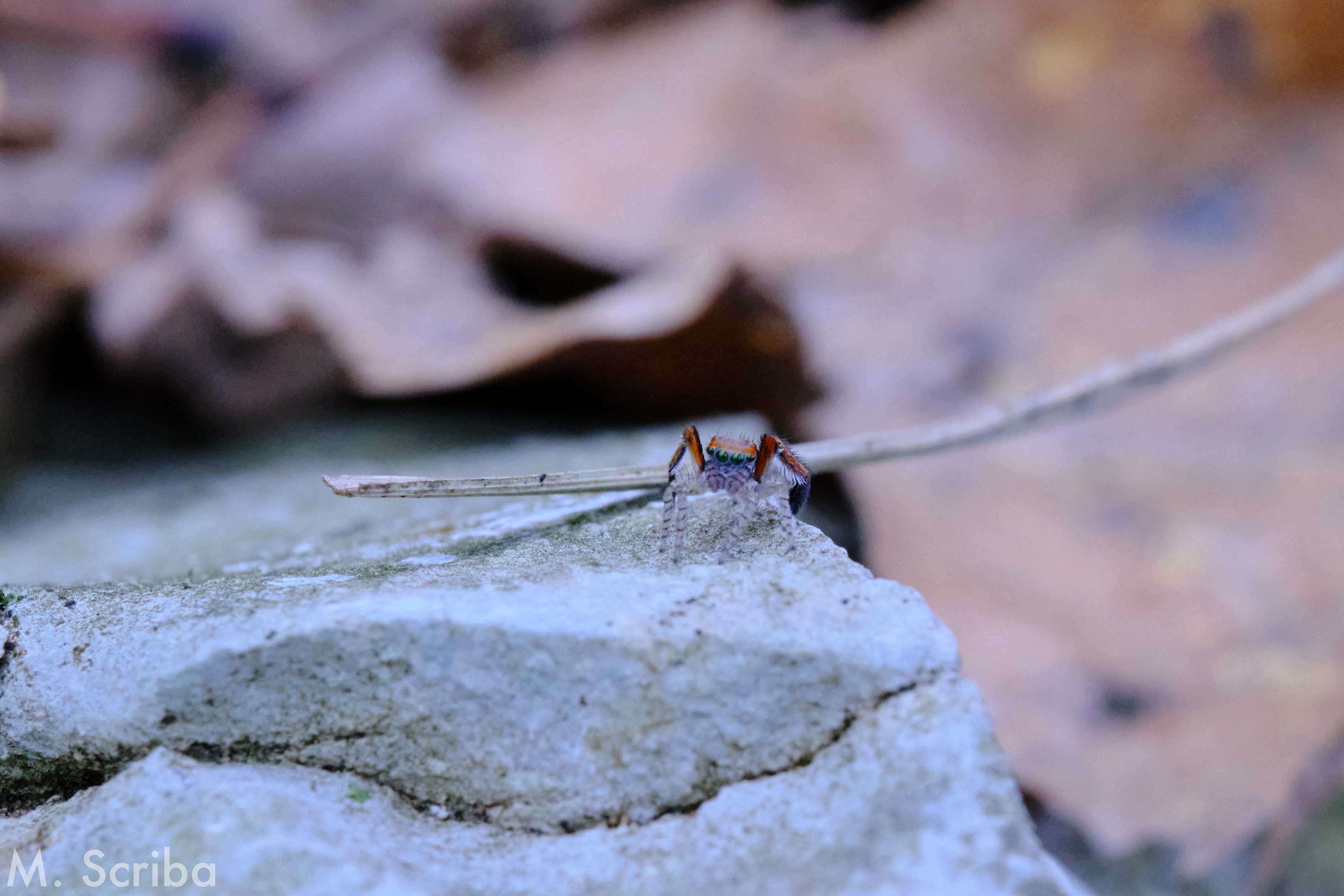 Saitis barbipes male on stone